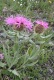 081.-Centaurea-uniflora-Centaurée-à-une-fleur