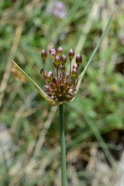 007.-Allium-oleraceum-Ail-des-champs