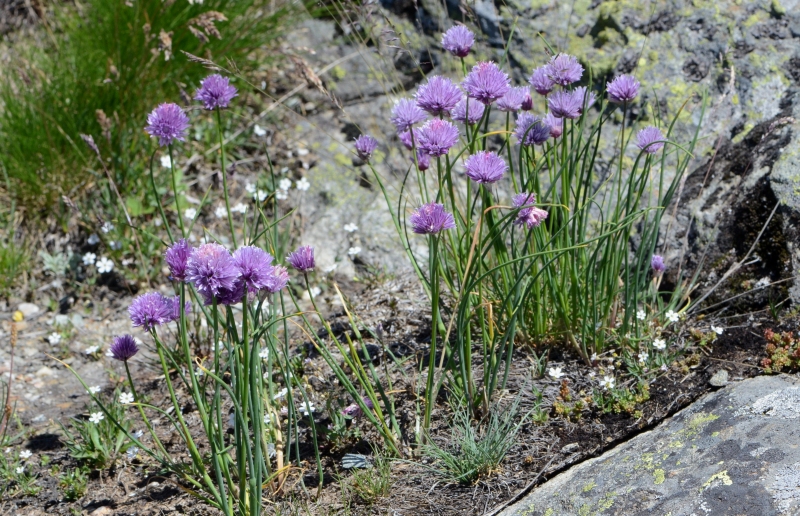 009.-Allium-schoenoprasum-Ciboulette