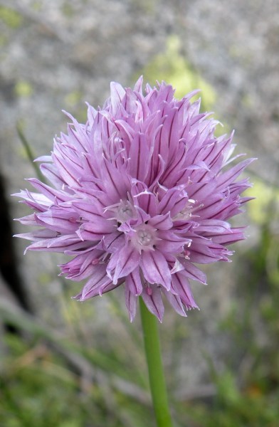 010.-Allium-schoenoprasum-Ciboulette