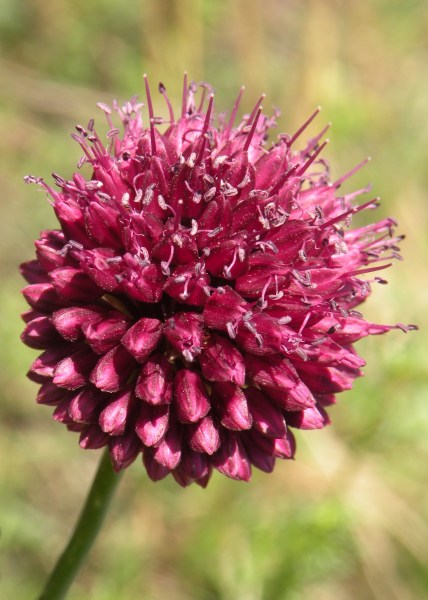 012.-Allium-sphaerocephalon-Ail-à-tête-ronde