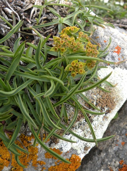 016.-Bupleurum-ranunculoides-subsp.-ranunculoides-Buplèvre-fausse-renoncule
