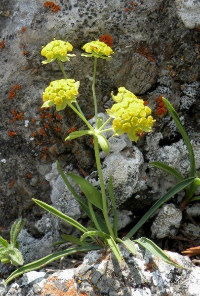 017.-Bupleurum-ranunculoides-subsp.-ranunculoides-Buplèvre-fausse-renoncule