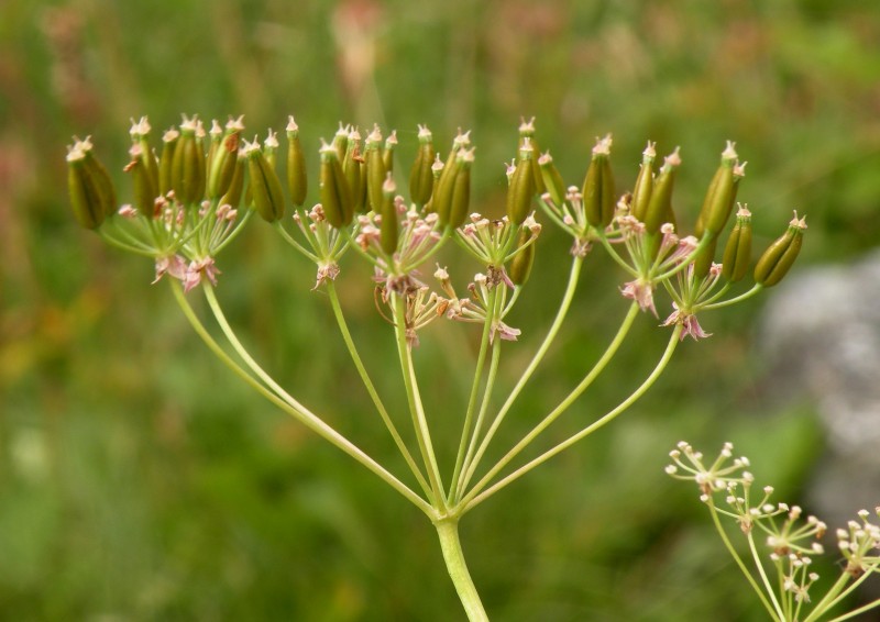 023.-Chaerophyllum-aureum-Chérophylle-doré-Cerfeuil-doré