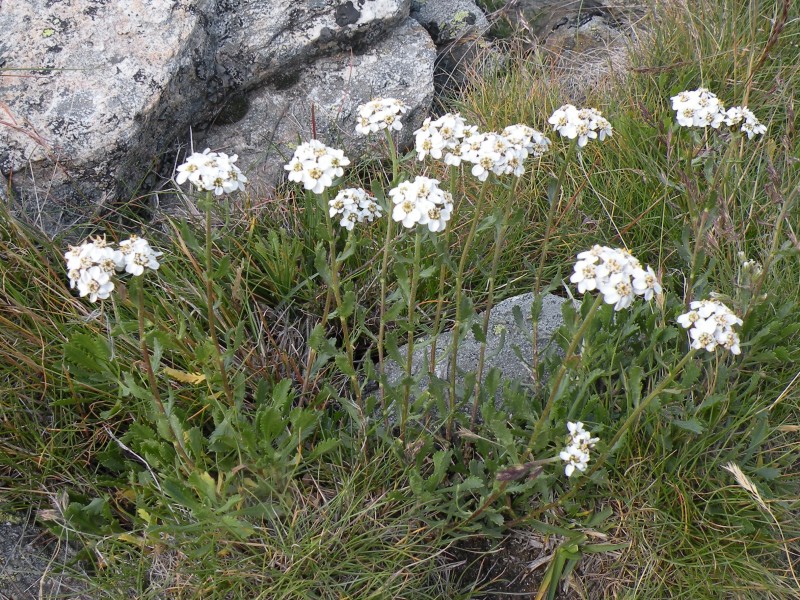 049.-Achillea-erba-rotta-subsp.-erba-rotta-Achillée-herbe-trouée