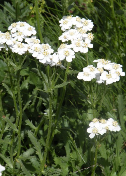 050.-Achillea-erba-rotta-subsp.-erba-rotta-Achillée-herbe-trouée
