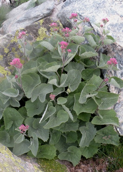 057.-Adenostyles-leucophylla-Adénostyle-à-feuilles-blanches