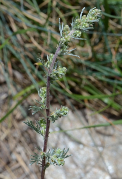 067.-Artemisia-campestris-subsp.-alpina-Armoise-des-Alpes