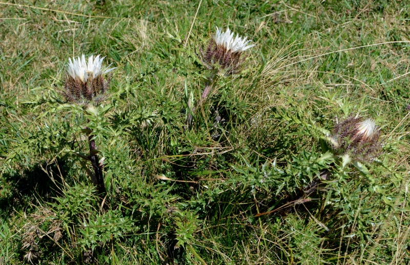 077.-Carlina-acaulis-subsp.-caulescens-Carline-acaule