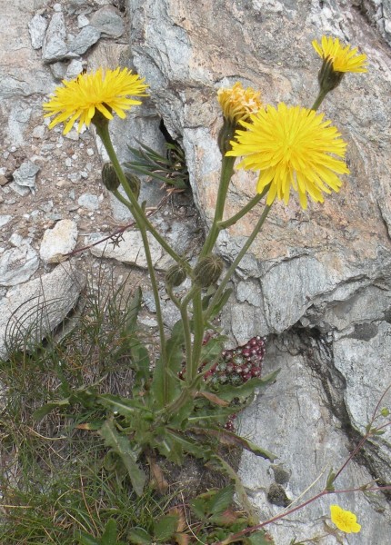 087.-Crepis-conyzifolia-Crépis-à-grandes-fleurs