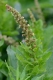 004.-Blitum-bonus-henricus-Epinard-sauvage