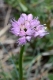 006.-Allium-lusitanicum-Ail-de-montagne