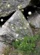 014.-Astrantia-minor-Petite-Astrance