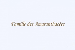 002.-Amarantahcées