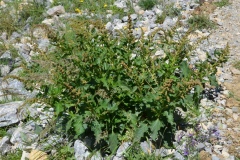 003.-Blitum-bonus-henricus-Epinard-sauvage