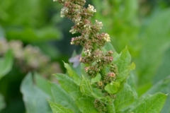 004.-Blitum-bonus-henricus-Epinard-sauvage