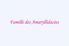 005.-Amaryllidacées