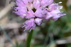 006.-Allium-lusitanicum-Ail-de-montagne
