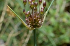 007.-Allium-oleraceum-Ail-des-champs