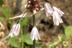 008.-Allium-oleraceum-Ail-des-champs