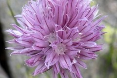 010.-Allium-schoenoprasum-Ciboulette