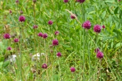011.-Allium-sphaerocephalon-Ail-à-tête-ronde