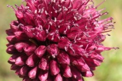 012.-Allium-sphaerocephalon-Ail-à-tête-ronde