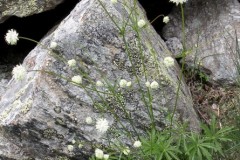 014.-Astrantia-minor-Petite-Astrance