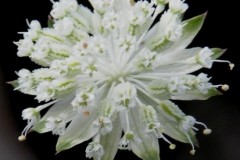 015.-Astrantia-minor-Petite-Astrance