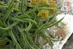 016.-Bupleurum-ranunculoides-subsp.-ranunculoides-Buplèvre-fausse-renoncule