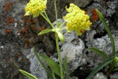 017.-Bupleurum-ranunculoides-subsp.-ranunculoides-Buplèvre-fausse-renoncule