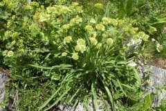 018.-Bupleurum-stellatum-Buplèvre-étoilé