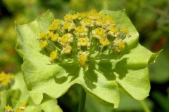 019.-Bupleurum-stellatum-Buplèvre-étoilé