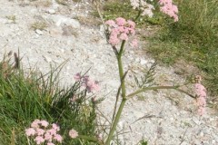 020.-Carum-carvi-Cumin-des-prés