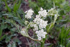 021.-Carum-carvi-Cumin-des-prés