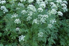 022.-Chaerophyllum-aureum-Chérophylle-doré-Cerfeuil-doré