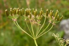 023.-Chaerophyllum-aureum-Chérophylle-doré-Cerfeuil-doré
