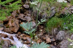 024.-Heracleum-sphondylium-Grande-Berce