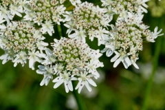 025.-Heracleum-sphondylium-Grande-Berce