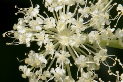 027.-Imperatoria-ostruthium-Impératoire-dAutriche