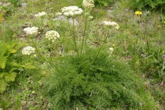 030.-Laserpitium-halleri-Laser-de-Haller