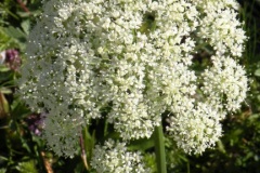 031.-Laserpitium-halleri-Laser-de-Haller