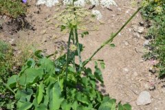 032.-Laserpitium-latifolium-Laser-à-larges-feuilles