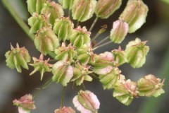 033.-Laserpitium-latifolium-Laser-à-larges-feuilles