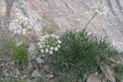 034.-Laserpitium-siler-Laser-siler