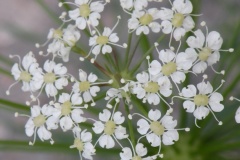 035.-Laserpitium-siler-Laser-siler