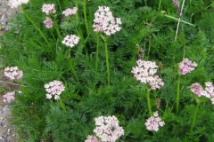 036.-Mutellina-adonidifolia-var.-mutellina-Ligustique-mutelline