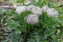 038.-Pachypleurum-mutellinoides-Ligustique-fausse-Mtelline