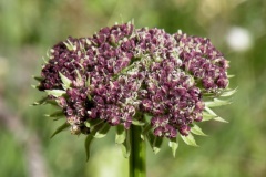 039.-Pachypleurum-mutellinoides-Ligustique-fausse-Mtelline