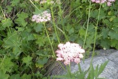 040.-Pimpinella-major-Grand-Boucage